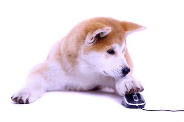 Welpe Akita legt Pfote auf PC Maus