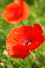 Klatschmohn