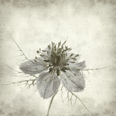 textured old paper background with nigella