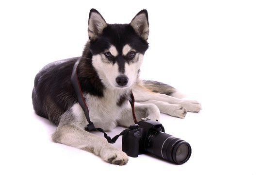 liegender Hund Husky mit Foto Kamera