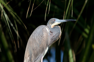 Tricolored Heron
