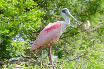 roseate spoonbill