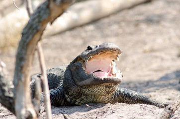 American Alligator with its jaws open