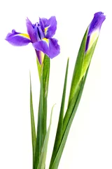 Photo sur Plexiglas Iris purple iris