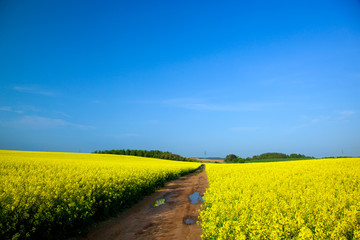 Fototapeta na wymiar Yellow rapeseed field in spring
