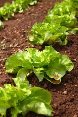 Grüner Salat