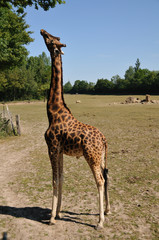 girafe