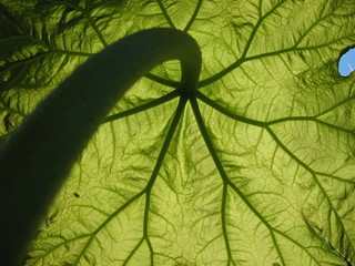 The growing list astilboidesa (Astilboides tabularis)