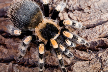 spider on bark