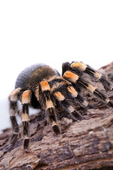 large tarantula