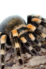 Large, Hairy Tarantula