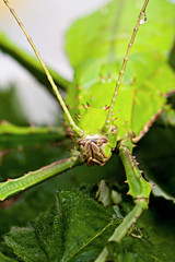 Huge Green Insect
