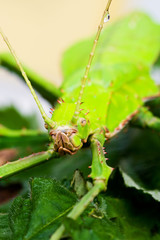 Green Insect