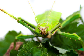 Large Green Bug with tall antennae