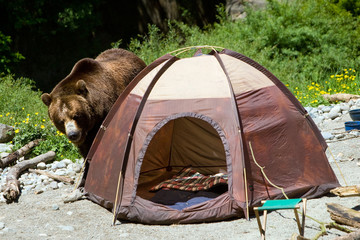 Fototapeta premium Bear in a camp site