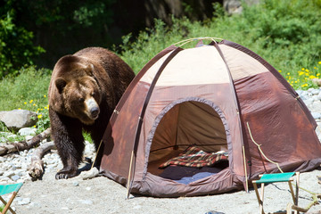 Obraz premium Grizzly Bear in a Camp Site