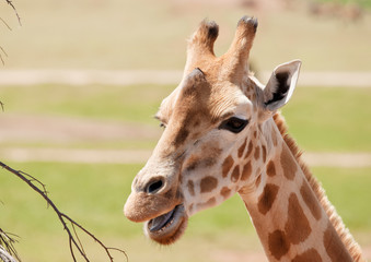 Fototapeta premium african giraffe up close