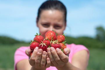 Fresh picked strawberries