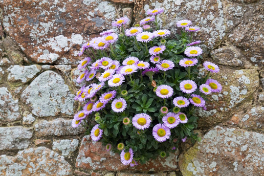 Feinstrahlaster  (Erigeron glaucus) auf einer Mauer