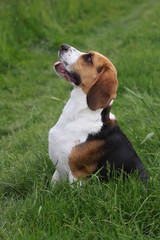 Beagle