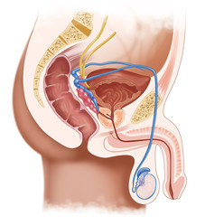 Medical illustration showing the male urogenital system in cross section, including urinary and reproductive organs. Suitable for healthcare education, textbooks, and medical presentations.