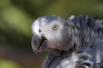 Graupapagei