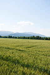 Fototapeta premium Roggenfeld in der Rheinebene mit Blick zum Schwarzwald