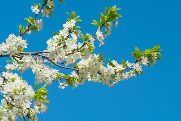 Branch of a flowering plum against the sky