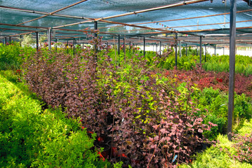 The shop of plant