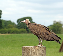 stunning bird of prey