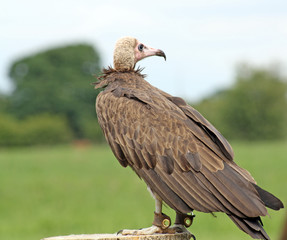 vulture bird of prey