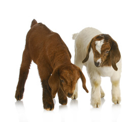 goat twins