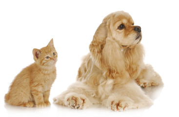 dog and cat