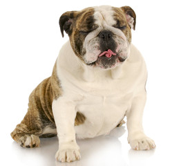 Obraz premium funny dog