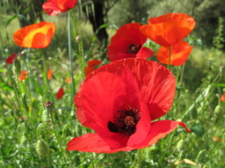 roter klatschmohn
