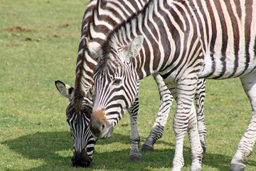 Obraz na płótnie Canvas two zebras