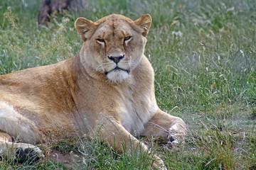 Fototapeta na wymiar beautiful lion