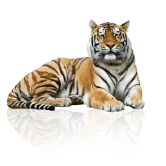 Papier Peint photo Lavable Tigre tigre