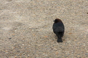 bird