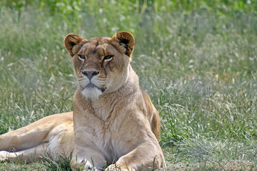 stunning lion
