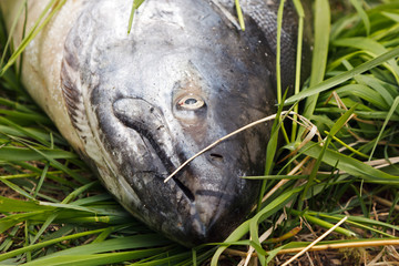 Чавыча - самый крупный тихоокеанский лосось