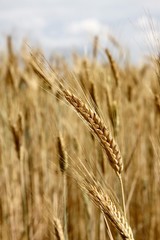 épis de blé dans un champ