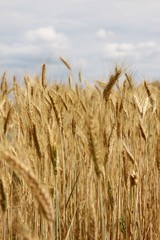 épis de blé dans un champ