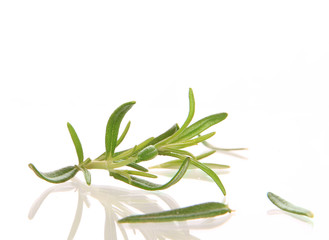 Obraz premium rosemary