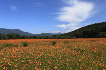 Yellow Cosmos