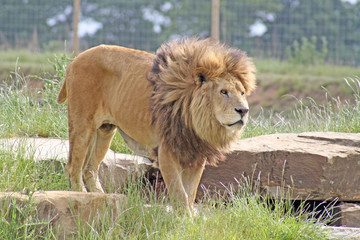 stunning male lion