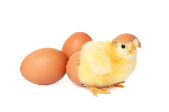 Cute baby chicken with eggs