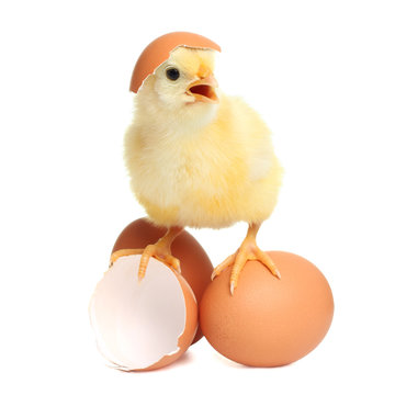 Cute chicken with eggs