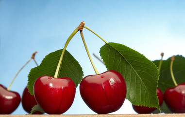 ciliege con foglia su fondo bianco