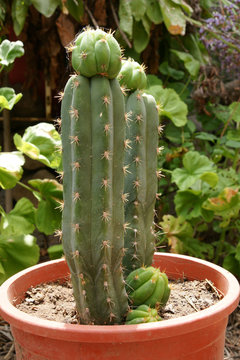 San Pedro Heiliger kaktus